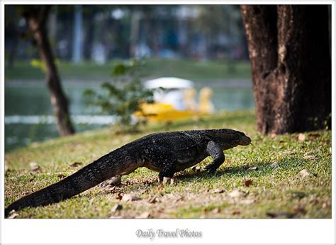 Lumpini Lizard Water Monster Ii At Lumpini Park Several Monitor