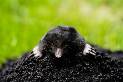How Do I Get Rid Of Moles In My Yard With Dogs
