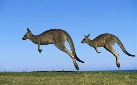 Animal Jumping High Belajar Ipa Bersama