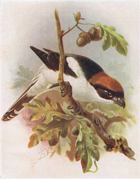 set of 2 antique bird prints birds in autumn knick of time