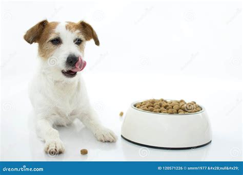 Hungry Jack Russell Dog Eating And Licking With Tongue Isolated Stock