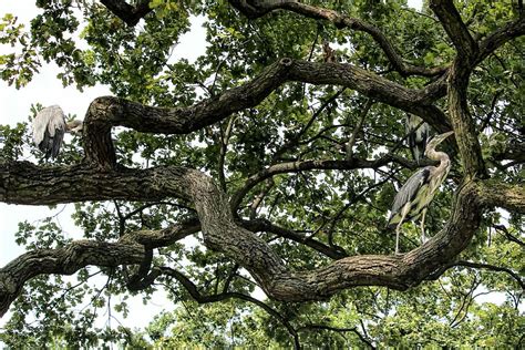 Hd Wallpaper Tree Aesthetic Branches Birds Heron Grey Heron Oak