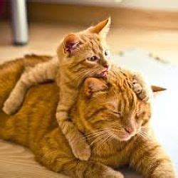 La sua pelle era infiammata. Malattie del gatto: conoscerle e curarle - Avrò Cura di Te