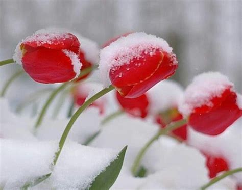 Tulips In Snow And Gods Grace Winter Flowers Tulips Snow Flower