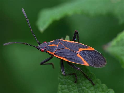 What Are Boxelder Bugs