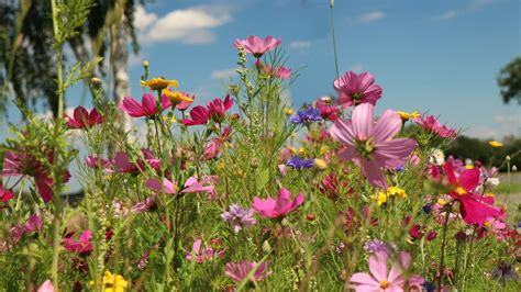 Blumenwiese Foto And Bild Pflanzen Pilze And Flechten Blüten