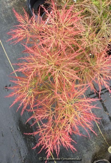 Acer Palmatum Pink Filigree Japanese Maples › Palmatum Maplestone