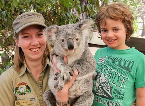 Where To Hold A Koala In Australia A List Experience Oz