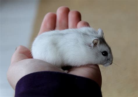 Winter White And Campbell Dwarf Hamsters How Do You Tell