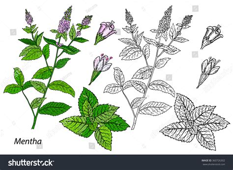 Mentha Draw 392 Images Photos Et Images Vectorielles De Stock