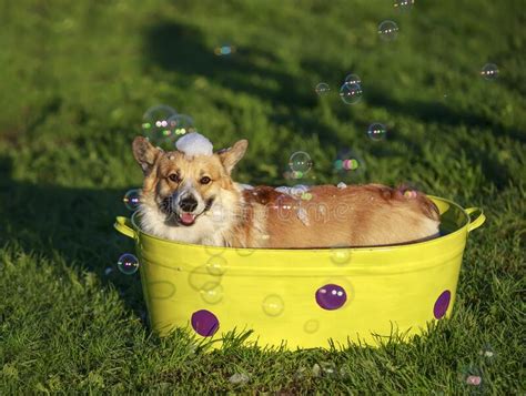 When my dog drinks from her bowl, there is no question, water will end up on the floor. Corgi Dog Sitting In A Trough With Soapy Water On The ...