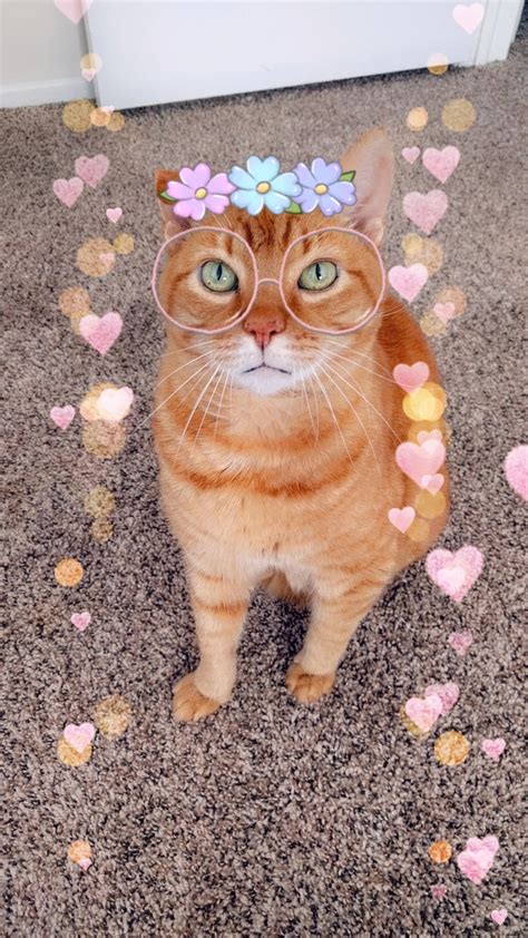 Finally A Snapchat Filter That Works On Cats Sir Charles Is Pleased 😹