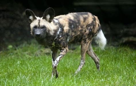 Dog African Hunting Dog Dudley Zoological Gardens