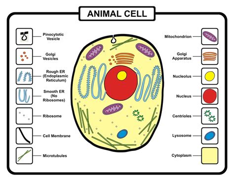 Animal Cell Parts And Functions Gcse Cell Structure And Organisation
