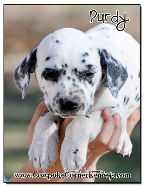 Dalmatian Puppies Dalmatian Puppy Puppies Dalmatian Puppies For Sale