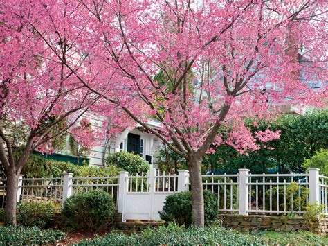 Cherry Blossom Trees 14 Things To Know About Cherry Blossoms