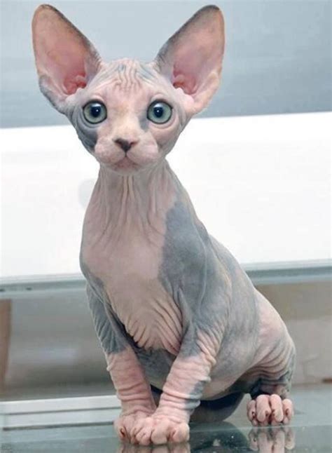 Sphinx Cute Cats And Dogs Sphynx Kittens For Sale Animals