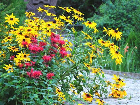 This will allow you to enjoy the flowering season and the shrub will have time to initiate new flower buds for next year. Plants for clay soil - Saga