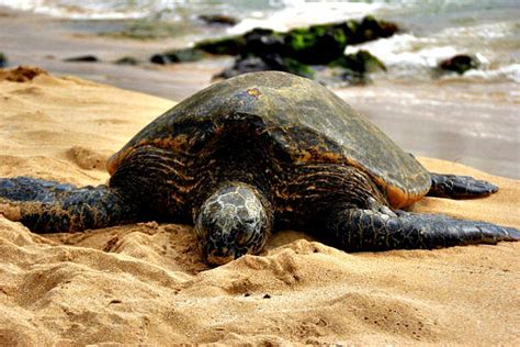 Go Check Out The Green Sea Turtles On Laniakea Beach Oahu Northshore