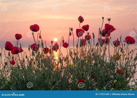 Beautiful Field Of Red Poppies In The Sunrise Near The Sea Stock Image