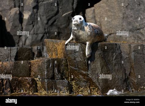 Adult Grey Seal Halichoerus Grypus On Resting Rocks Off Isle Of May