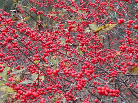 Posts About Panicum Virginianum On Winterberry Holly Broadleaf