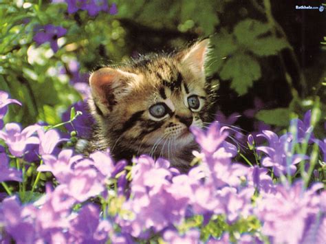 Big company of colorful cats standing on green background. aww... - Cats Wallpaper (248721) - Fanpop