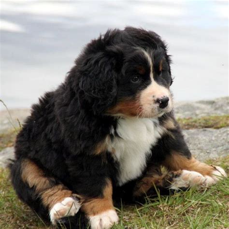 These Pictures Of Bernese Mountain Dog Puppies Lead Straight To Alpine