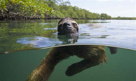 Panama's Swimming Pygmy Sloths Take to the Sea