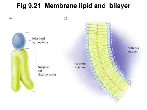 Ppt Chapter 9 Lipids And Membranes Powerpoint Presentation Free
