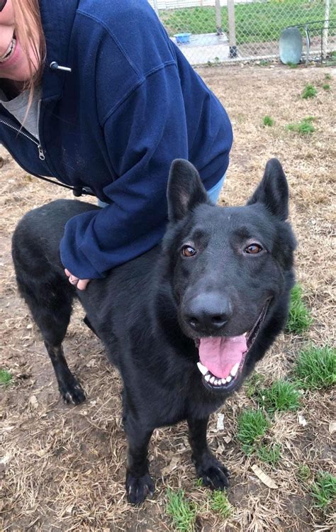 Milton Stunning Black Shepherd Mix Modesto Ca Wonderful Dog