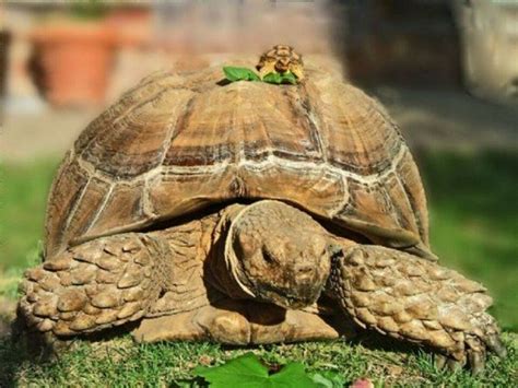 Reptile Classifieds Baby Sulcata African Spurred Tortoise