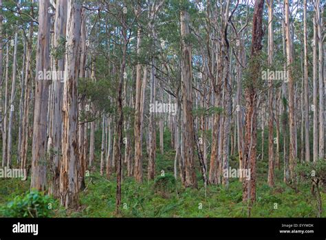 Eucalyptus Trees Forest Stock Photos And Eucalyptus Trees Forest Stock