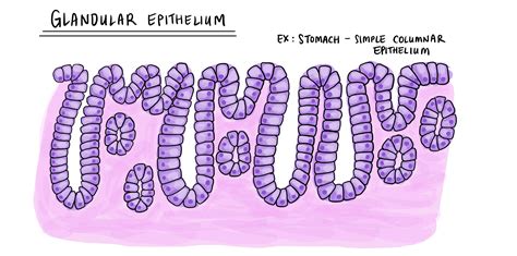 What Does Epithelium Mean Pathology Dictionary Mypathologyreport