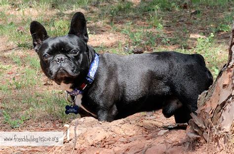 Where are french bulldogs from? French Bulldog Rescue Network a Nonprofit Corporation ...
