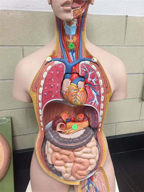 Pin On Anatomy Physiology Human Organ Model