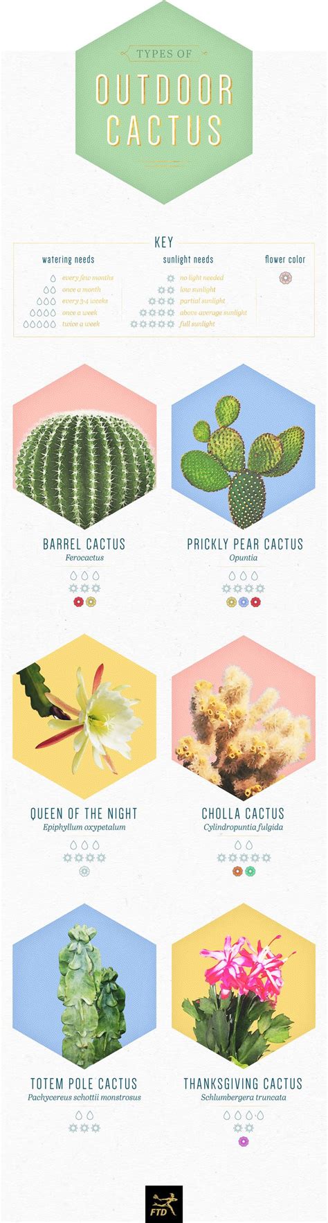 14 Types Of Cactus For Your Home And Garden Cactus Types