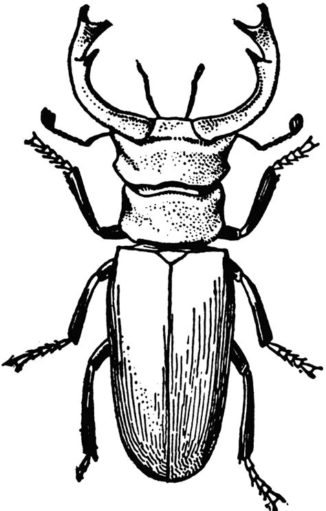 stag beetle coloring download stag beetle coloring for free 2019