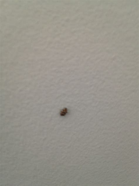 Small Brown Bug In House 123594 Ask Extension