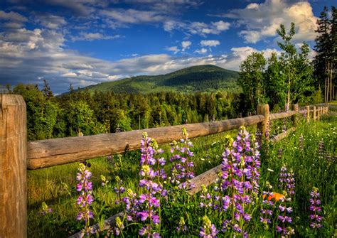 Nature Mountains Forest Road Fence Flowers Spring ТурБаза