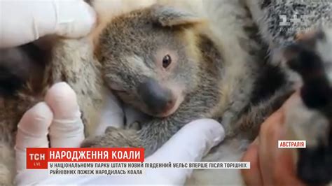 Patriotic anthems for the land of song include the national anthem hen wlad fy nhadau (english: Перше дитинча з часів руйнівних пожеж: в австралійському ...