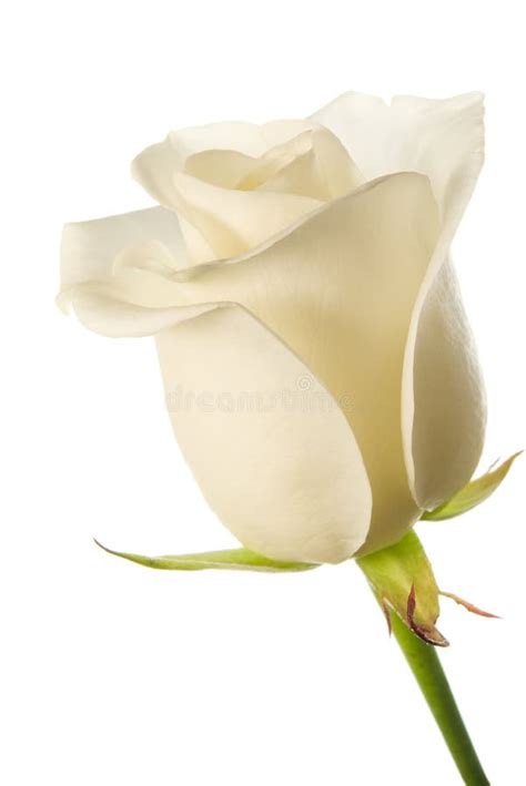 990 White Rose Bud Free Stock Photos Stockfreeimages