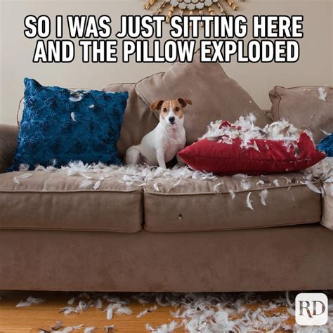45 Hilarious Dog Memes Youll Laugh At Every Time Readers Digest