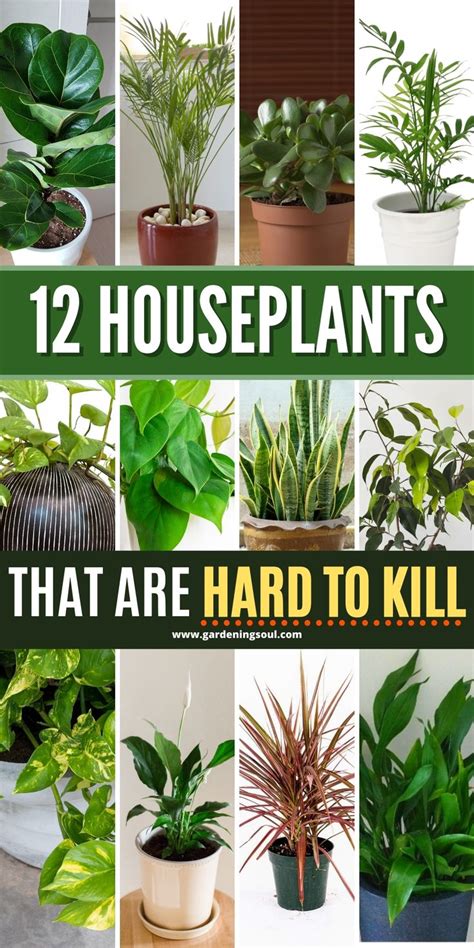 12 Houseplants That Are Hard To Kill Houseplants Indoor Plants Plants