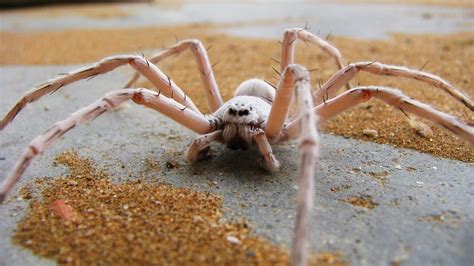 Real Monstrosities Dancing White Lady Spider Spider Lovely