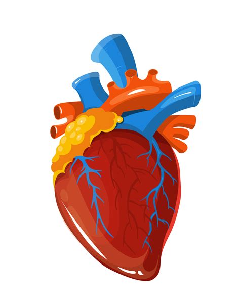 Human Heart Anatomy Vector Medical Illustration By Microvector