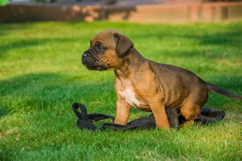 Small Boxer Dog On The Green Grass Stock Image Image Of Lovely