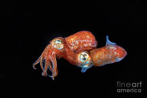 Atlantic Bobtail Squid Mating Photograph By Alexander Semenovscience