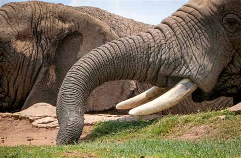 Elephant Tusks · Free Stock Photo