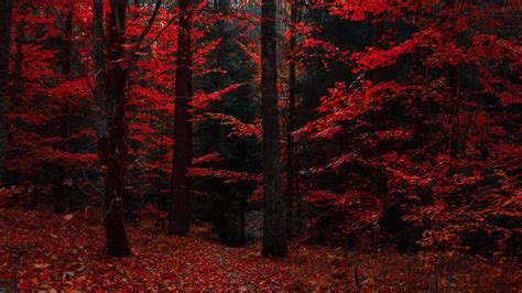 Forest Red Wallpapers Wallpaper Cave